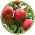 Malus domestica 'Discovery' Apple