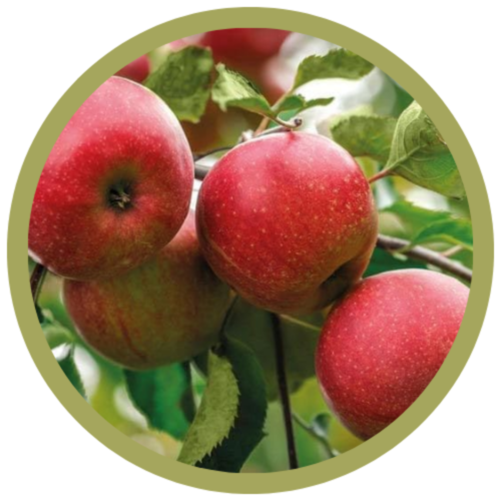 Malus domestica 'Discovery' Apple