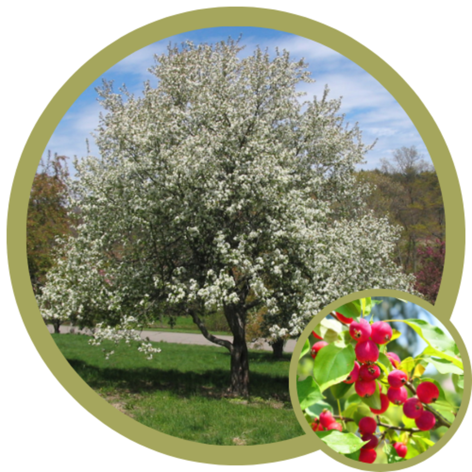 Malus domestica 'Dolgo' Crabapple