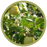 Malus domestica 'Heyer' Apple