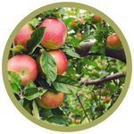 Malus domestica 'Honeycrisp' Dwarf Apple