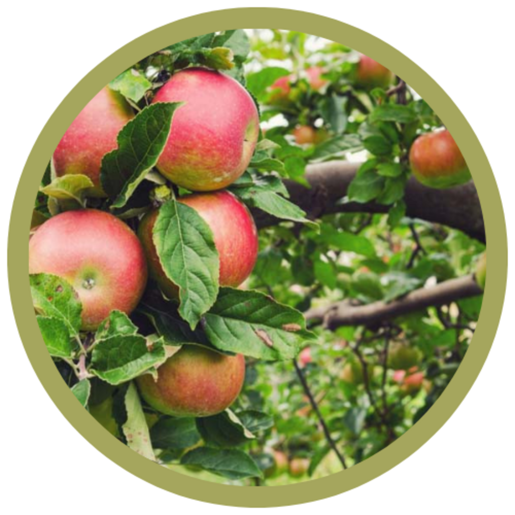 Malus domestica 'Honeycrisp' Dwarf Apple