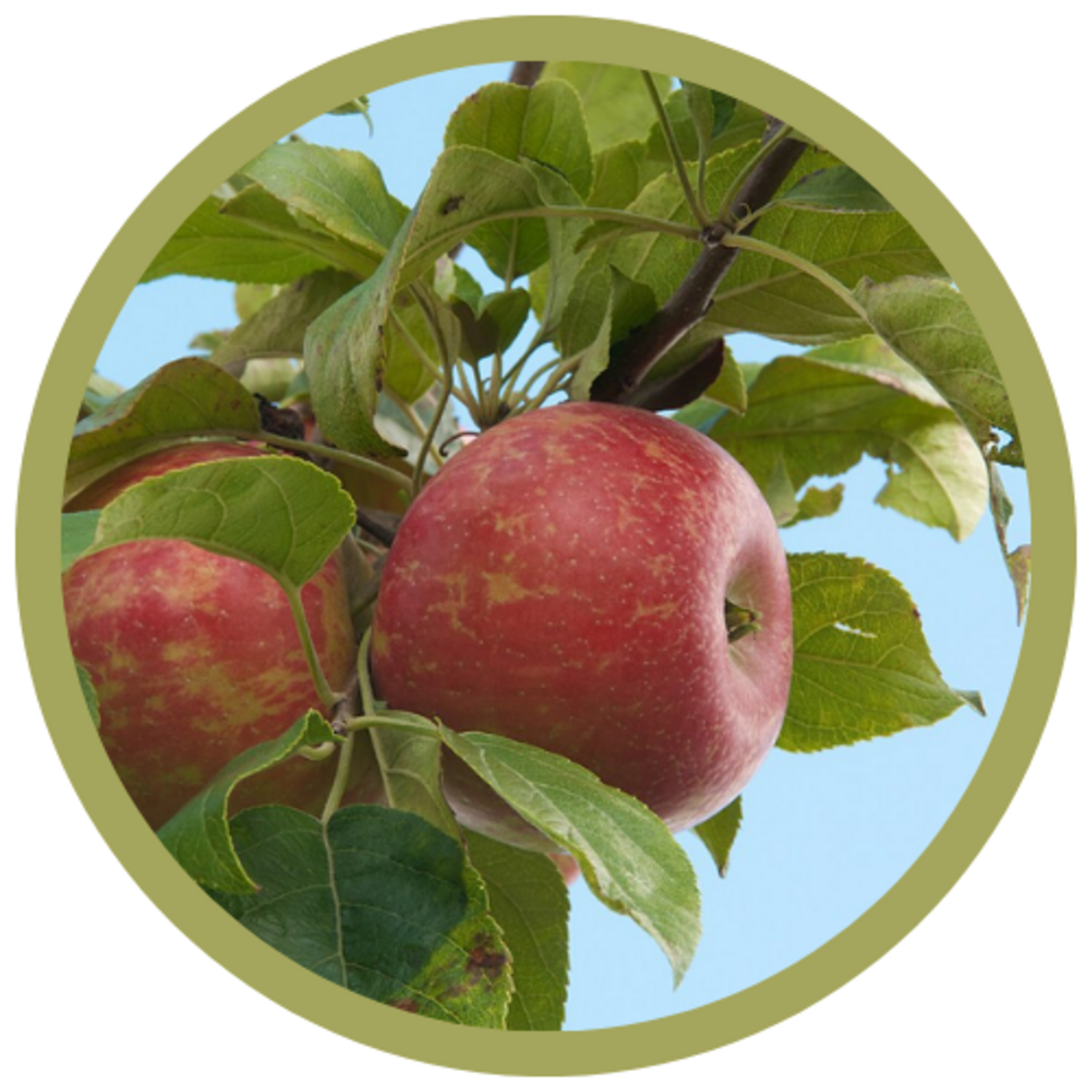 Malus domestica 'Minnewasheta' Zestar Apple