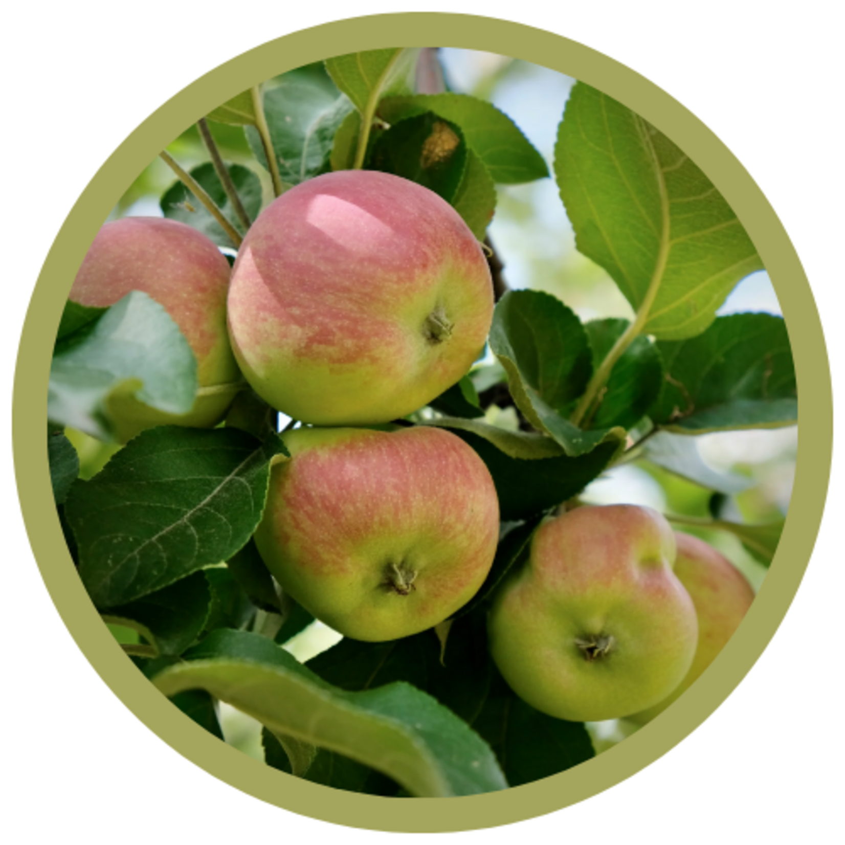 Malus domestica 'Red Sparkle' Apple