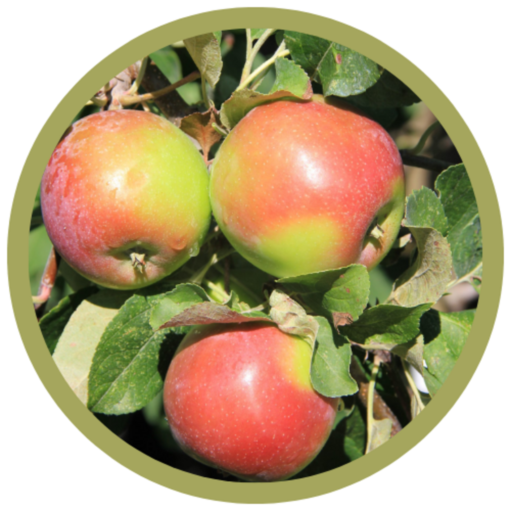 Malus domestica 'Red Sparkle' Dwarf Apple