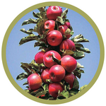 Malus domestica 'TreasuRED' Columnar Apple