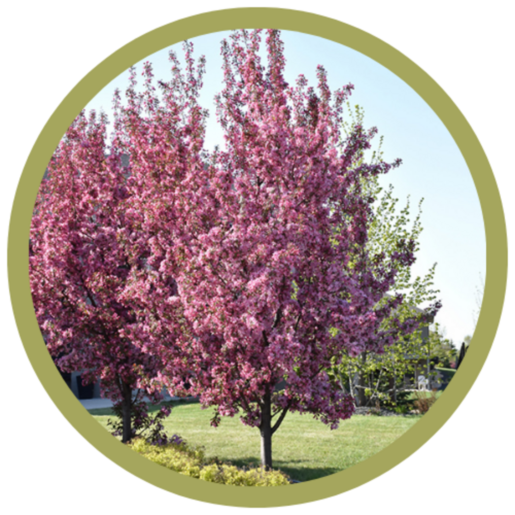 Malus hybrida 'Pink Spires' Flowering Crabapple