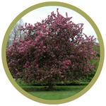 Malus hybrida 'Selkirk' Crabapple