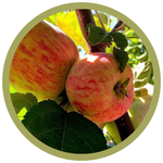 Malus sp. 'Battleford' Apple