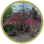 Malus sp. 'Rosy Glo' Weeping Crabapple