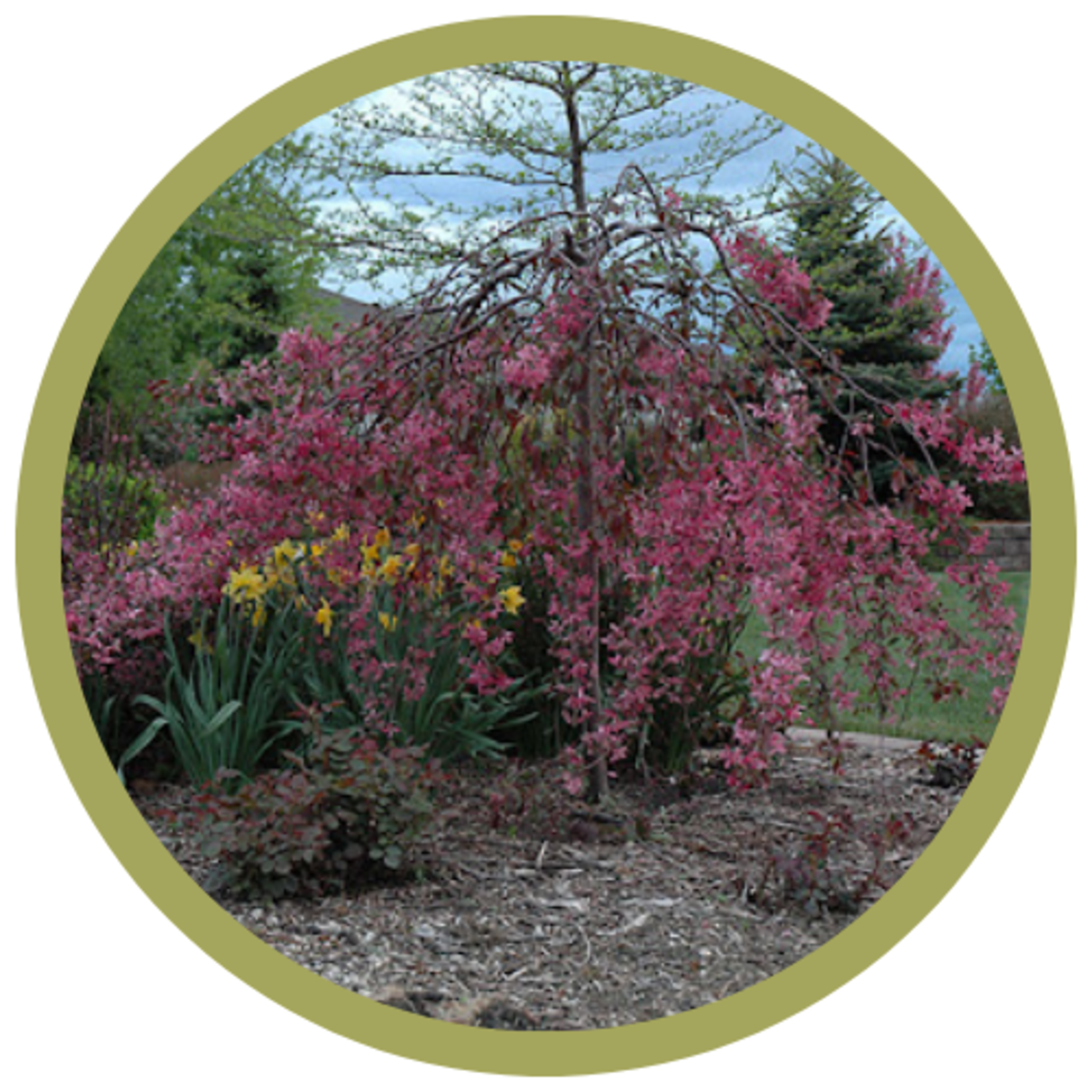 Malus sp. 'Rosy Glo' Weeping Crabapple