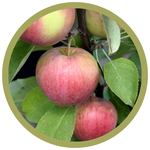 Malus spp. 'Dexter Jackson' Apple