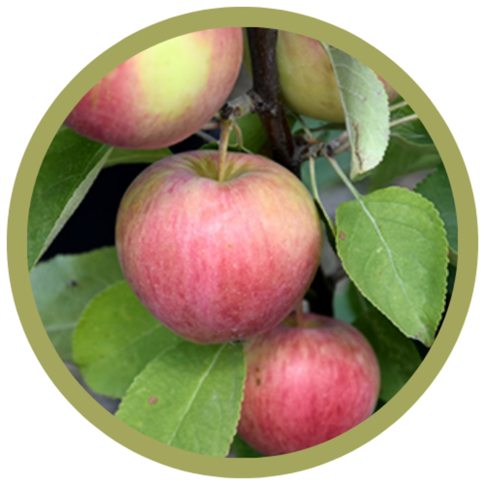 Malus spp. 'Dexter Jackson' Apple