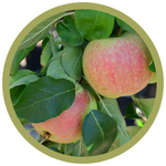 Malus spp. 'Fall Red' Apple CVI