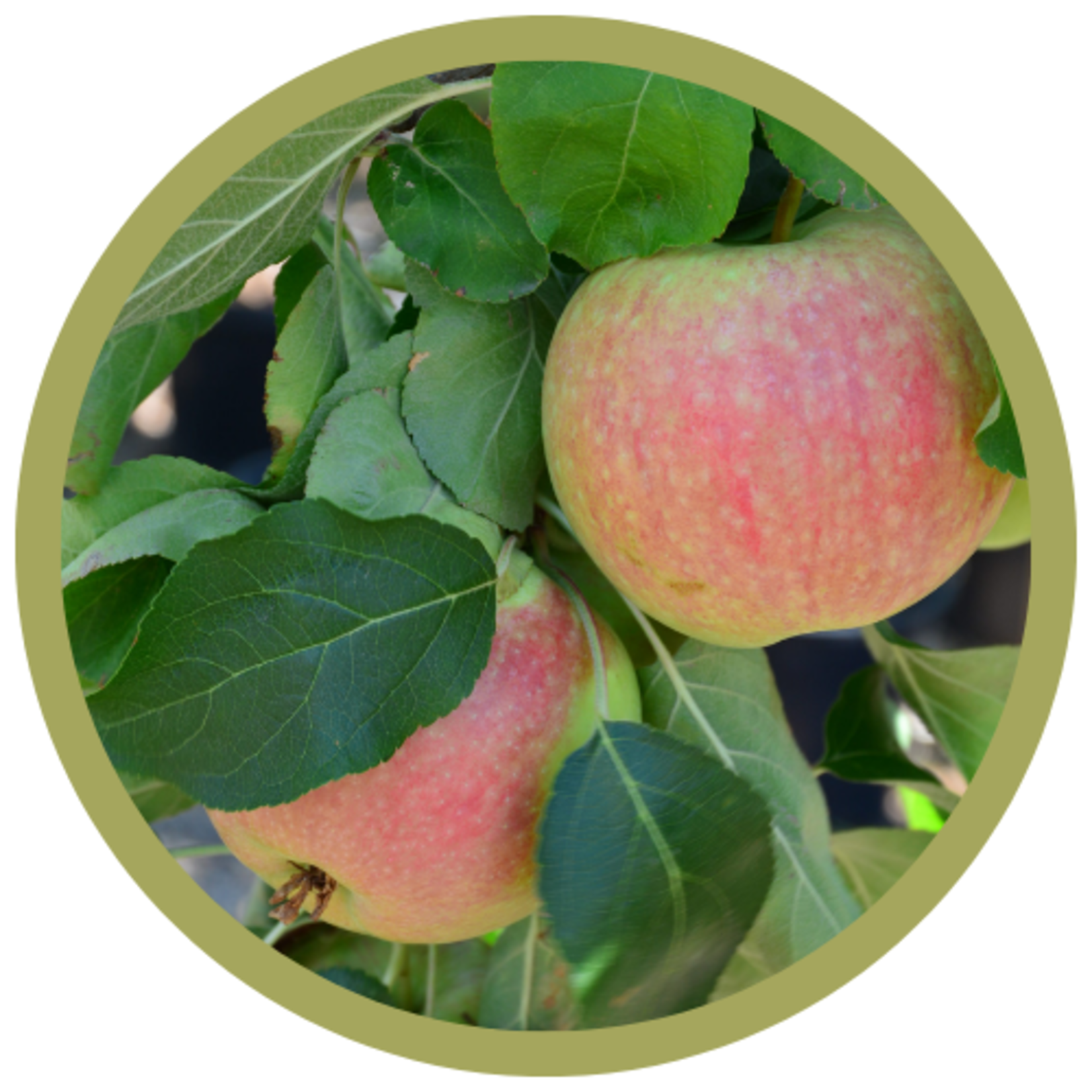 Malus spp. 'Fall Red' Apple CVI