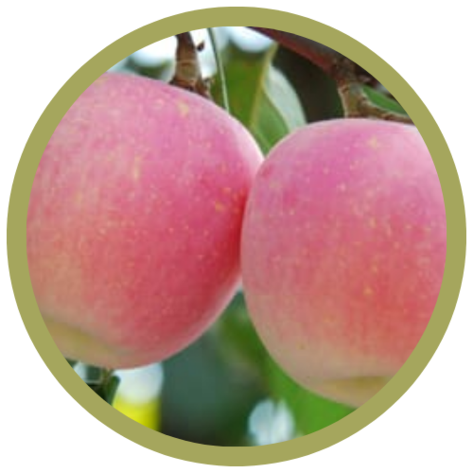 Malus spp. 'Gloria' Apple