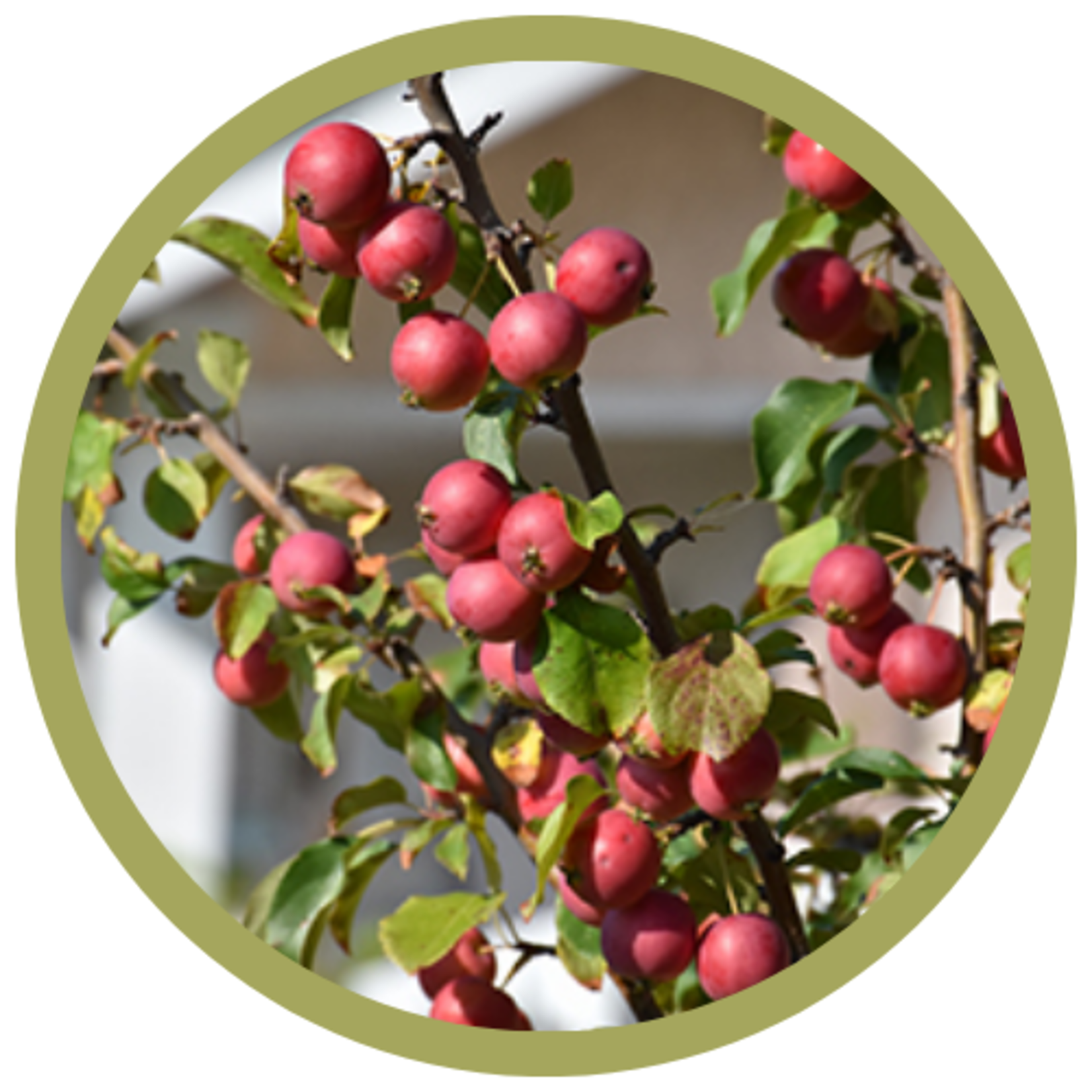 Malus spp. 'Kerr' Apple
