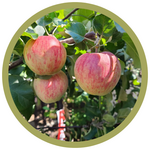 Malus spp. 'Norland' Apple