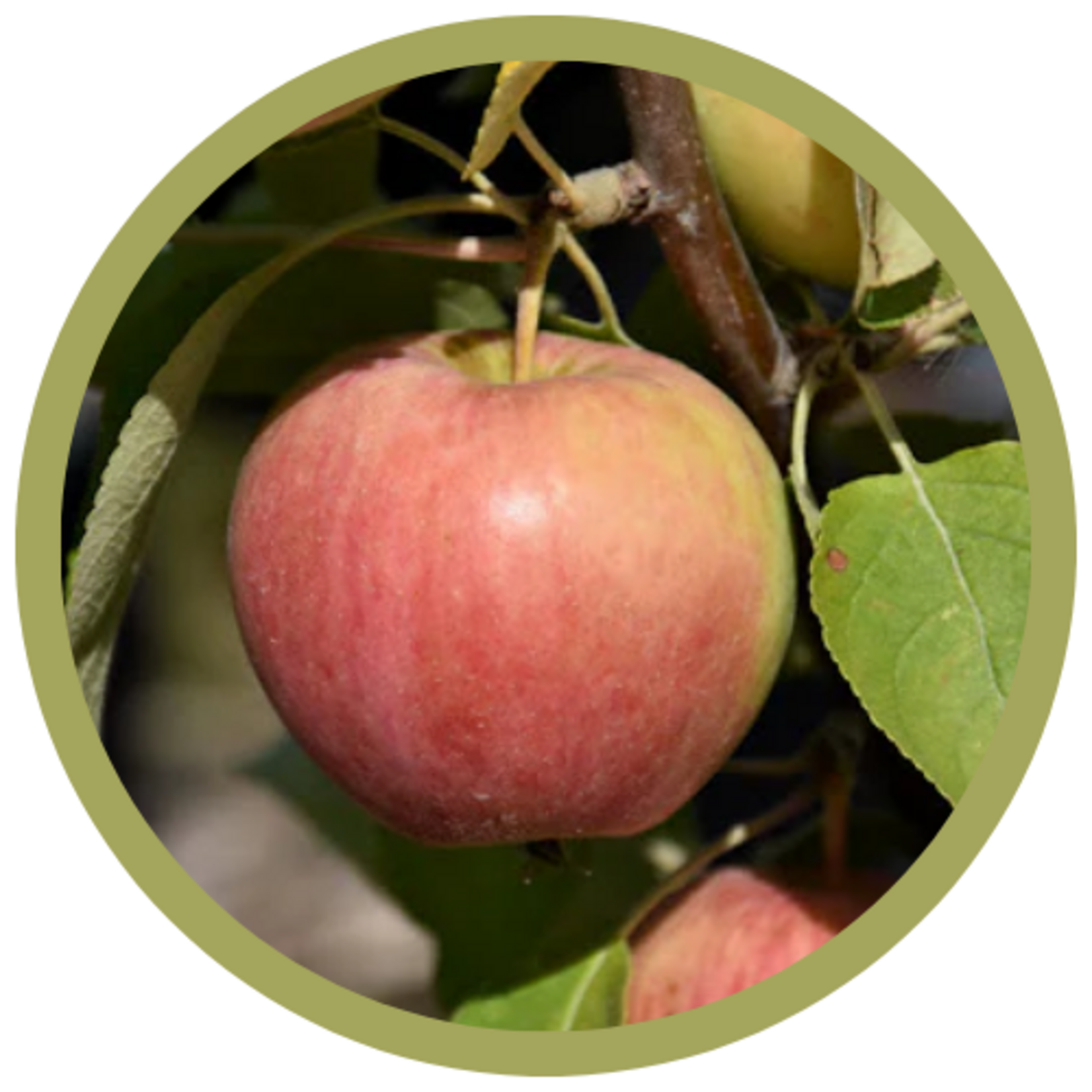 Malus spp. 'Norland' Dwarf Apple