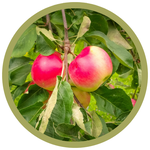 Malus spp. 'Parkland' Apple