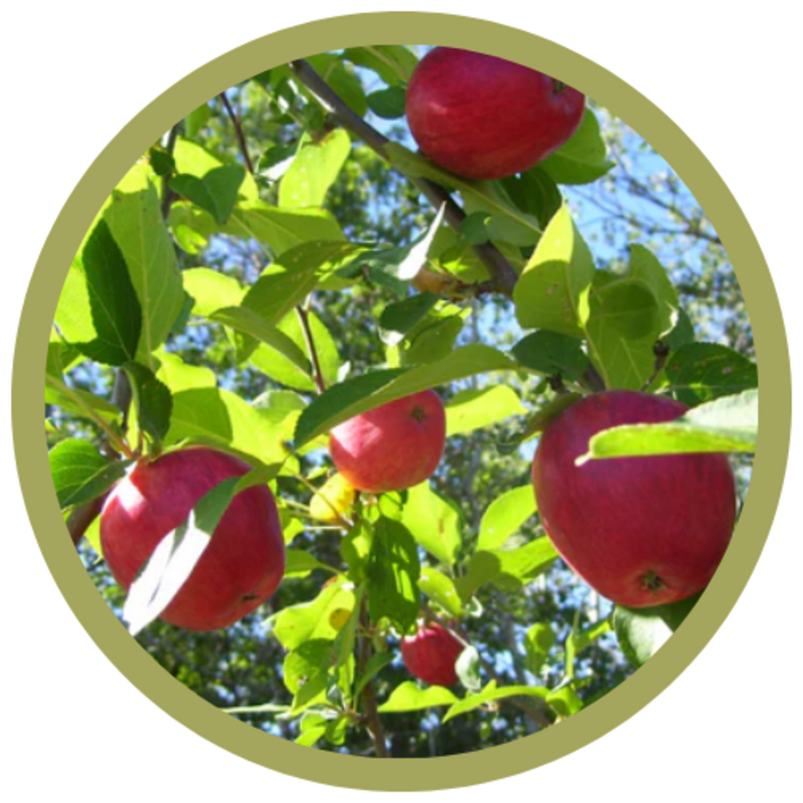 Malus spp. 'Parkland' Dwarf Apple