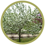 Malus spp. 'Rescue' Dwarf Crabapple