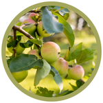 Malus x 'Goodland' Apple