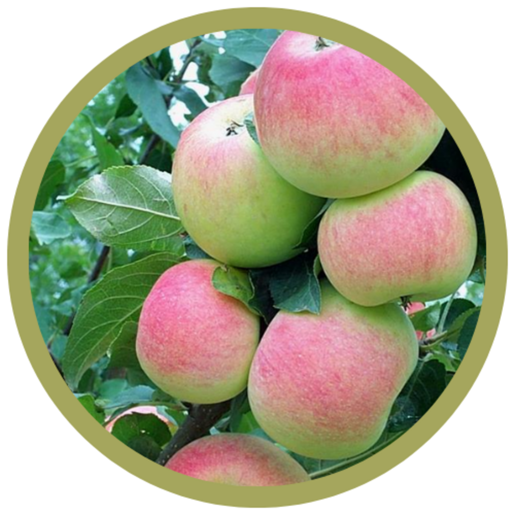 Malus x 'Goodland' Dwarf Apple