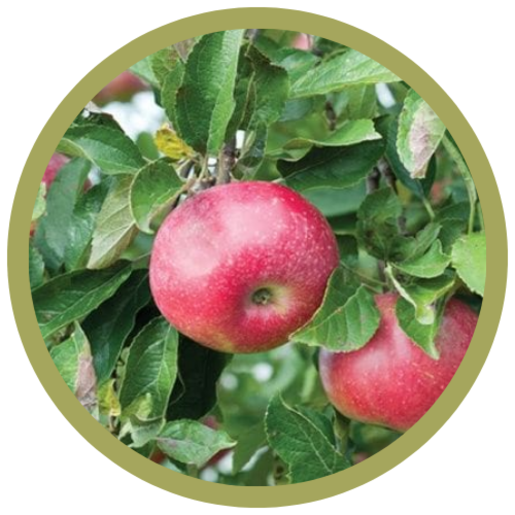 Malus x 'Hardi-Mac' Apple