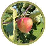 Malus x 'Jefcoutts' Gemini Apple