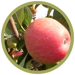 Malus x 'Jefcoutts' Gemini Dwarf Apple