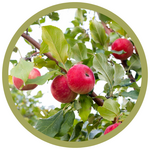 Malus x 'Jefcrisp' Dwarf Kandy Crisp Apple