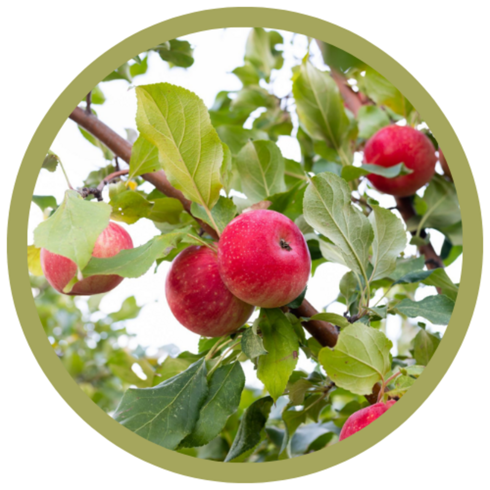 Malus x 'JefCrisp' Kandy Krisp Apple