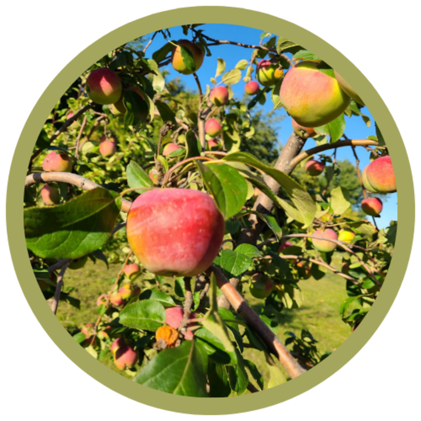 Malus x 'Jefdale' Prairie Magic Apple