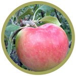 Malus x 'Jefdale' Prairie Magic Dwarf Apple
