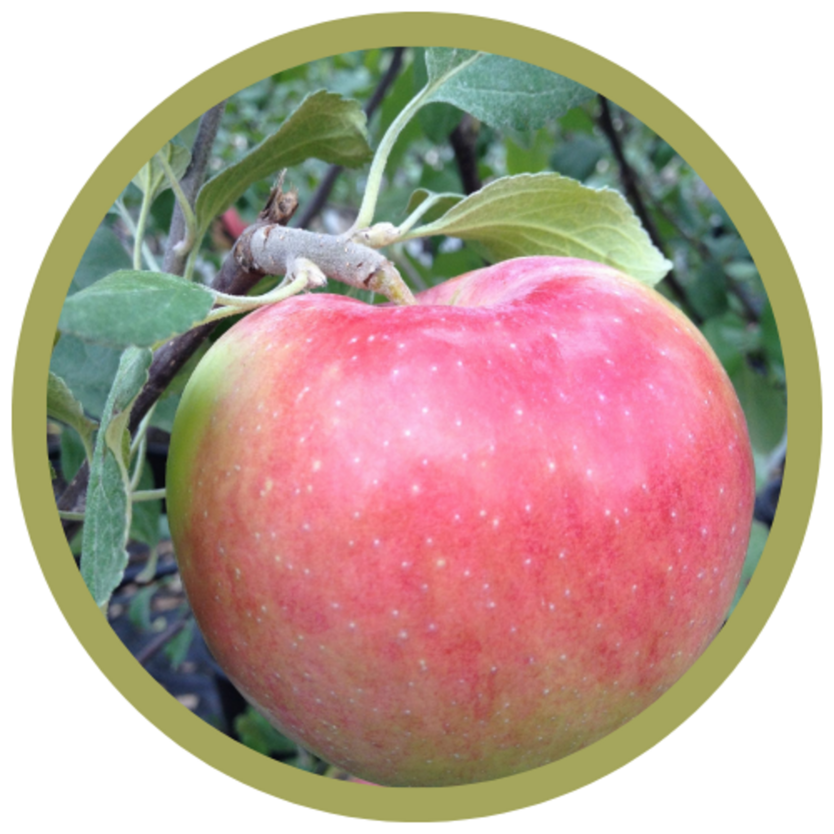 Malus x 'Jefdale' Prairie Magic Dwarf Apple