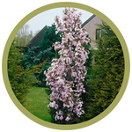 Malus x 'Jefgreen' Emerald Spire Crabapple