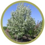 Malus x 'Jeflite' Starlite Flowering Crabapple