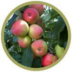 Malus x 'Jefsey' Dwarf Odyssey Apple