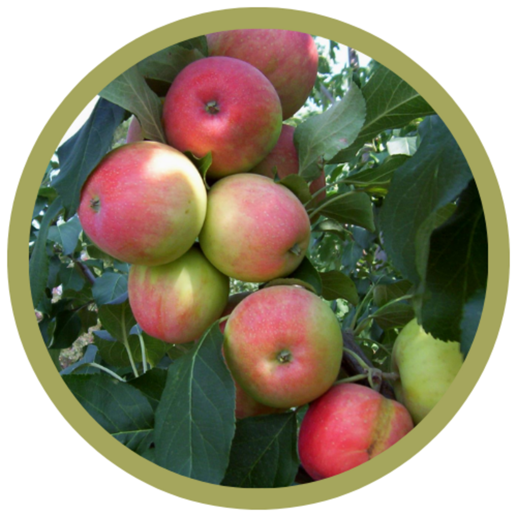 Malus x 'Jefsey' Dwarf Odyssey Apple
