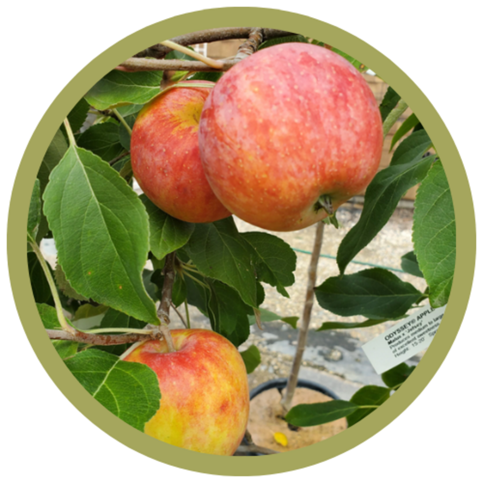 Malus x 'Jefsey' Odyssey Apple