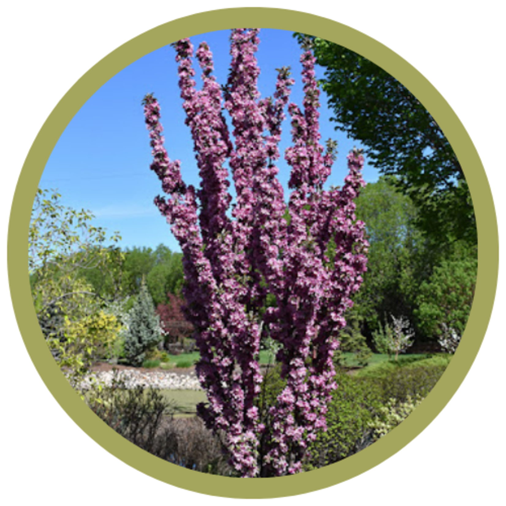 Malus x 'Jefspire' Purple Spire Columnar Crabapple