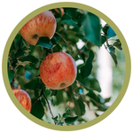 Malus x 'Norkent' Apple