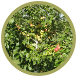 Malus x 'Norkent' Dwarf Apple