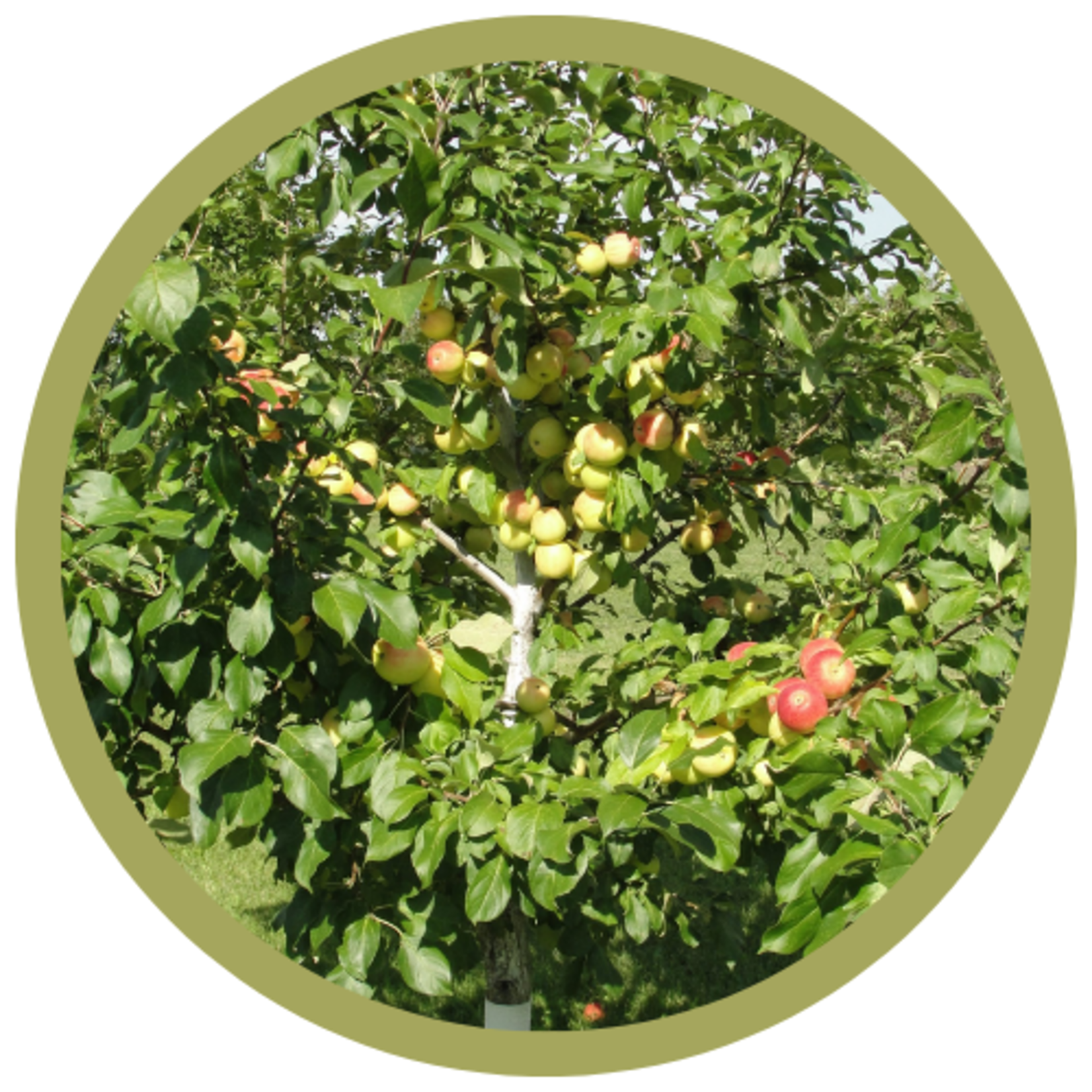 Malus x 'Norkent' Dwarf Apple