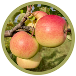 Malus x 'Prairie Sensation' Apple