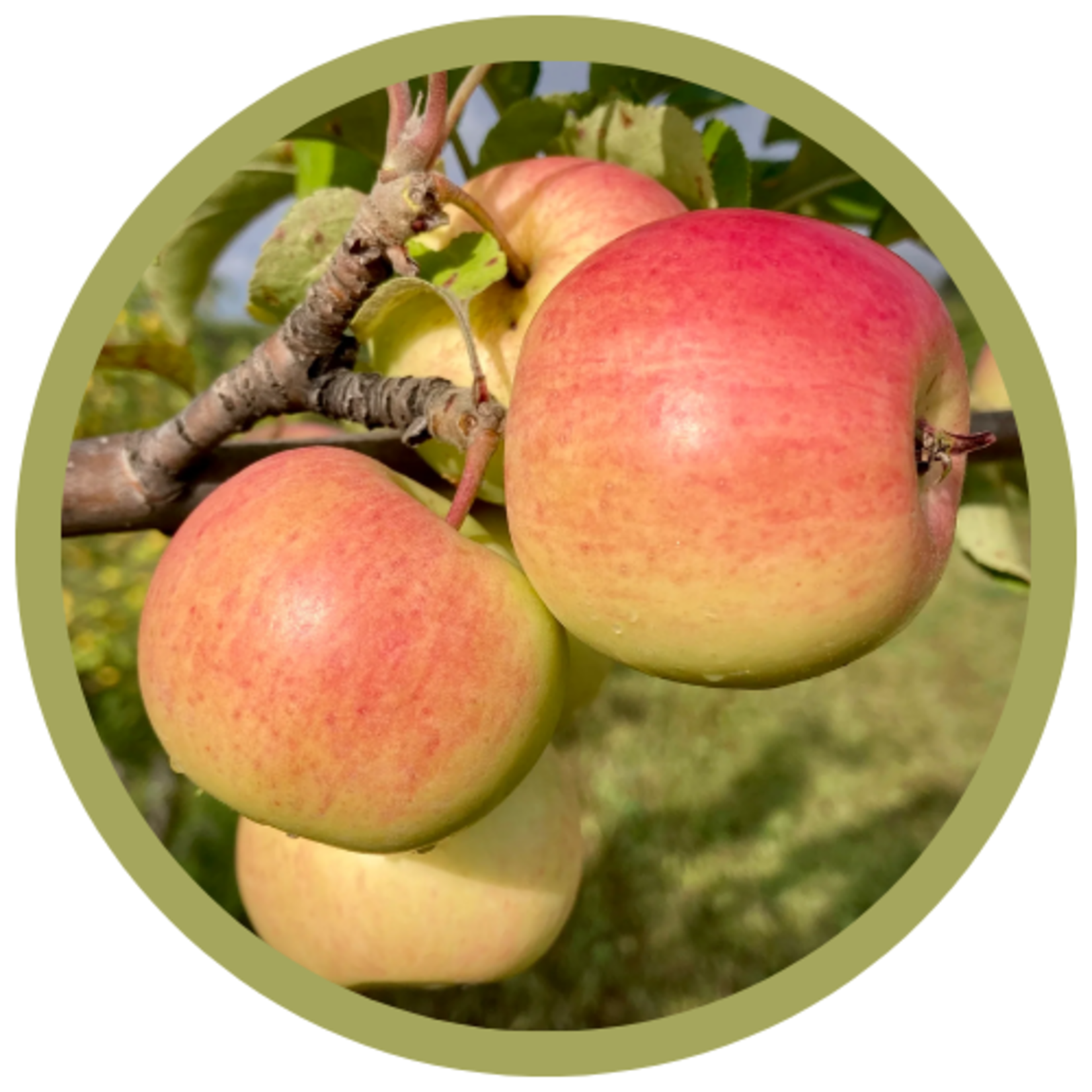 Malus x 'Prairie Sensation' Apple