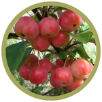 Malus x 'Rescue' Crabapple