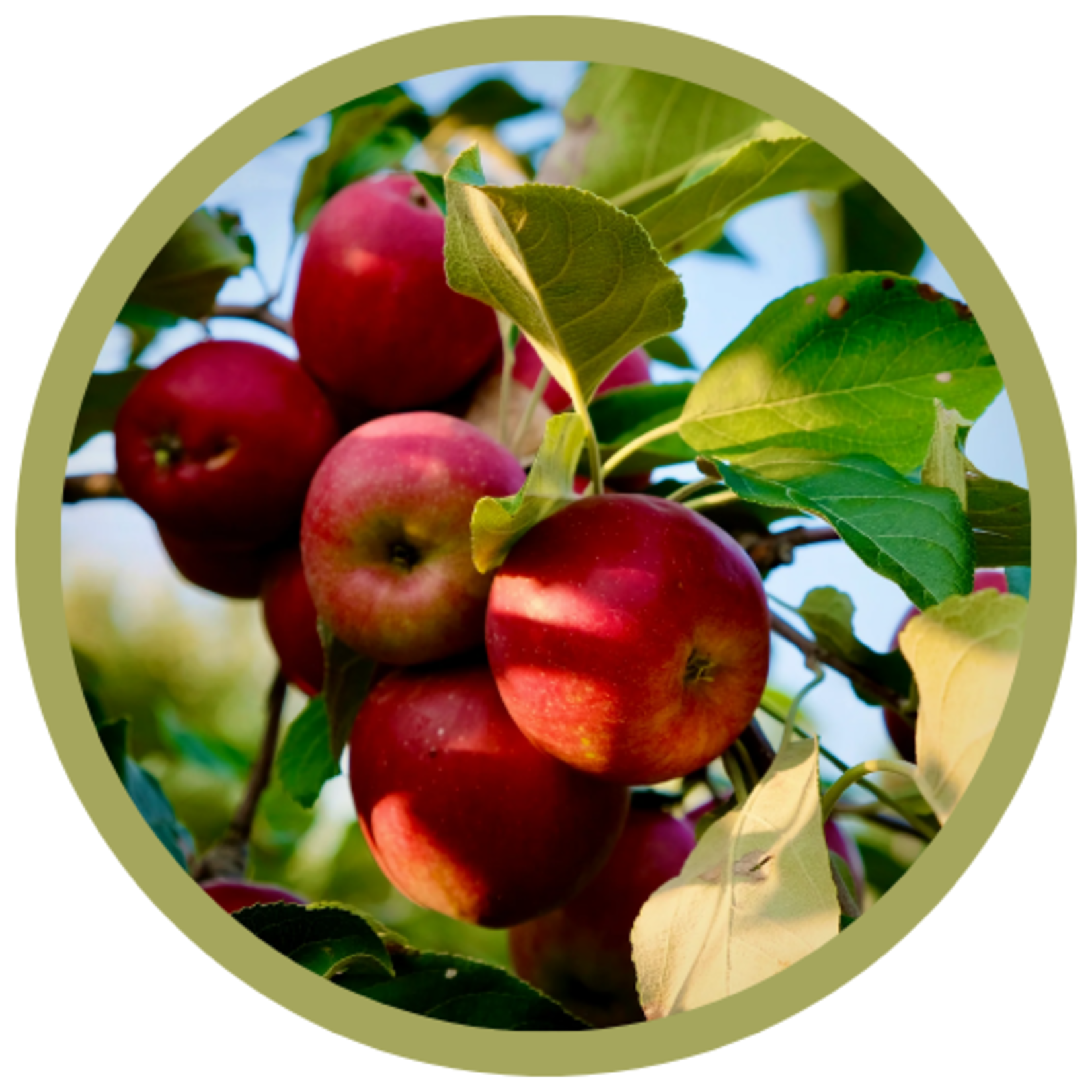 Malus x 'September Ruby' Apple