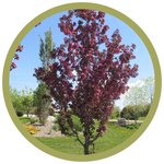 Malus x adstringens 'Durleo' GladiatorÂ® Rosybloom Crabapple CVI